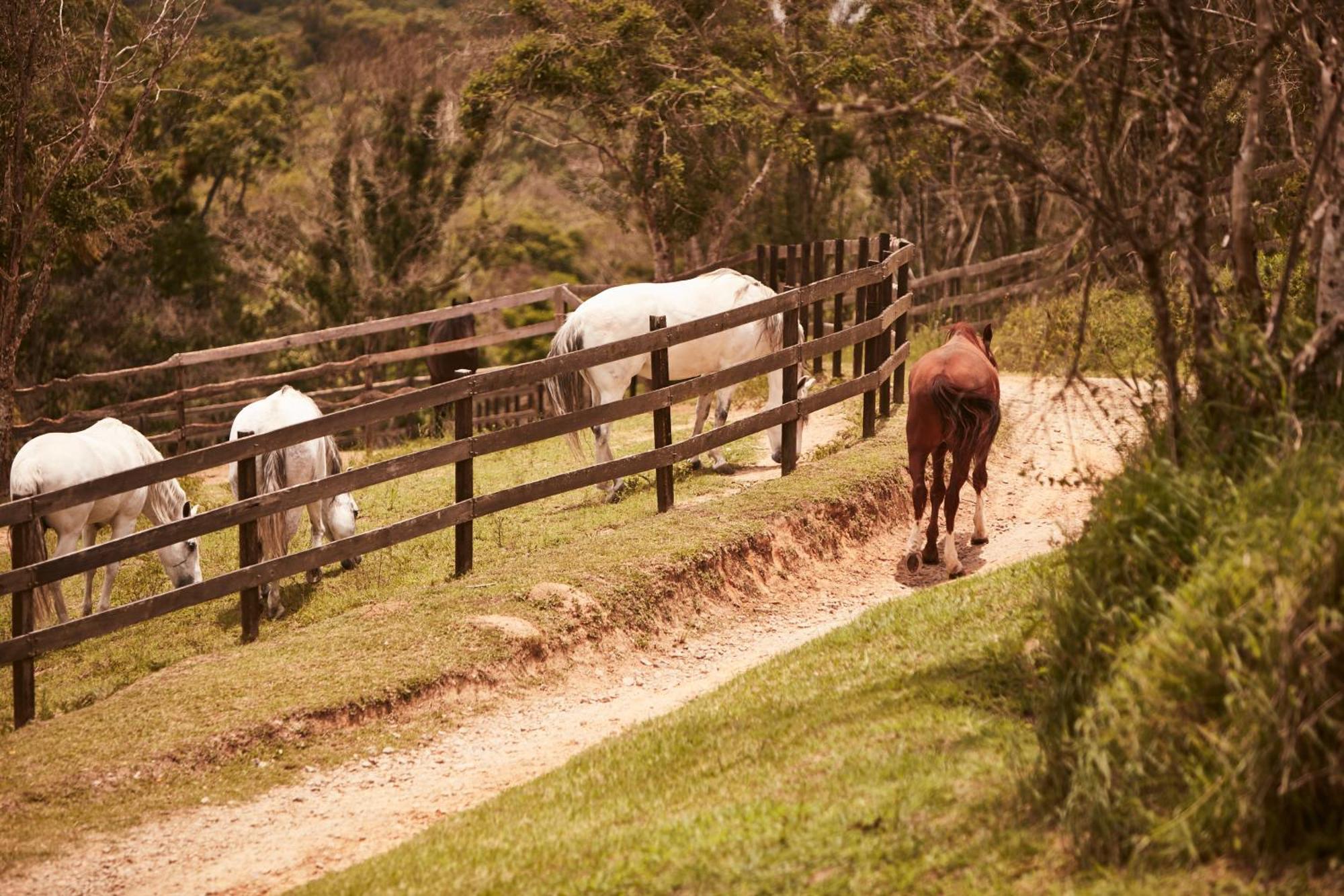 Fazenda Morros Verdes * Ibiúna